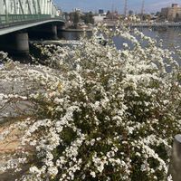 ユキヤナギの画像