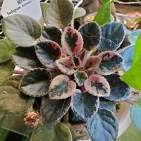 セントポーリアの画像