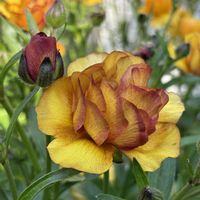 ラナンキュラスラックス,鉢植え,花のある暮らし,庭の画像