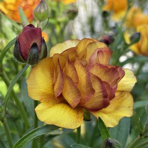 ラナンキュラスラックス,鉢植え,花のある暮らし,庭の画像