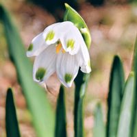 スノーフレーク,花のある暮らし,花自慢,春はすぐそこ,花中毒の画像