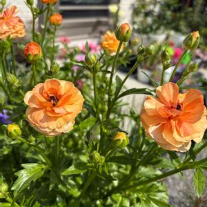 ラナンキュラスラックス,鉢植え,花のある暮らし,庭の画像