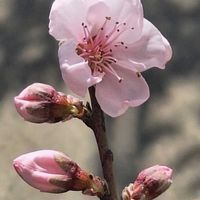 モモ,桃の花,実生の桃,可愛い,ありがとうの画像