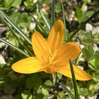 クロッカス,ムスカリ ベイビーズブレスの画像