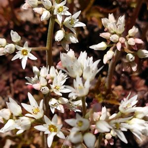 小さな庭の画像