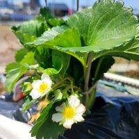 イチゴ,オキナグサ,シャクヤク,スナップエンドウ,道法スタイルの画像