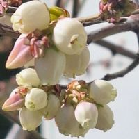 ブルーベリー オニール,ブルーベリー サザンハイブッシュ系,可愛い,ありがとう,幸せな時間の画像