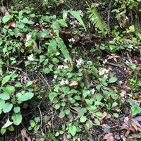 タネツケバナの画像