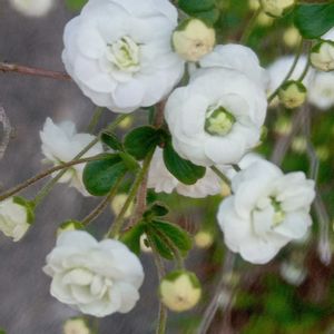 小さな庭の画像