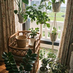 シェフレラ,シンゴニウム,モンステラ,ダイギンリュウ,姫モンステラの画像