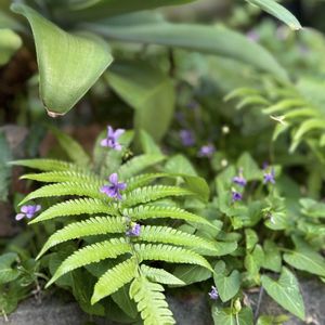 スミレ,リュウキュウコスミレ,リュウキュウコスミレ,オキナワスミレ,ケホシダの画像