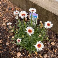 ローダンセマム,ローダンセマム・アフリカンアイズ,ローダンセマム・アフリカンアイズ,大好きな花,庭の画像