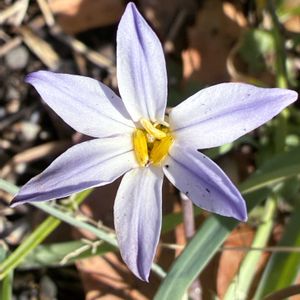 ハナニラ,ハナニラ,イフェイオン,イフェイオン,公園の画像