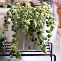 ハオルチア,多肉植物,ハオルチア属,多肉大好き,植物育成ライトの画像