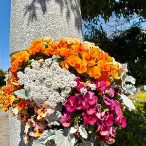 エリカ,ストック,マーガレット,パンジー,花散歩の画像