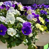 ビオラ,ガーデニング,花のある暮らし,ハンギング,小さな庭の画像