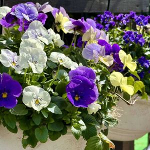 ビオラ,ガーデニング,花のある暮らし,ハンギング,小さな庭の画像