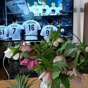 チランジア,クリスマスローズ,クリスマスローズ   シングル,花のある暮らし,幸せな時間の画像