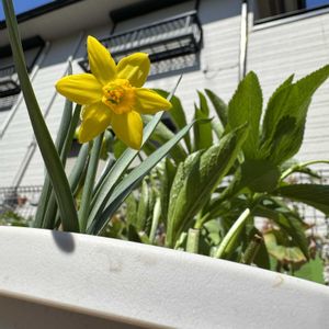 クリスマスローズ,ミニスイセン ティタ ティタ,寄せ植え,クリスマスローズ・セミダブル,クリスマスローズ大好きの画像