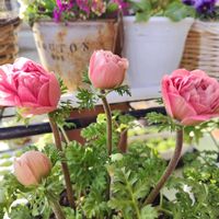 アネモネ,乙女心,アネモネ　momo,ガーデニング,ピンクの花の画像