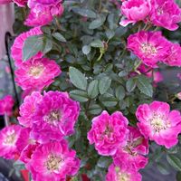 バラ,ありがとう♡嵐♡,バラと夢CLUB,月曜にはバラ,チーム岐阜の画像