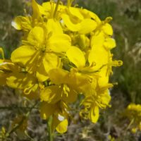 菜の花,菜の花,黄色い花,風景,春の訪れの画像