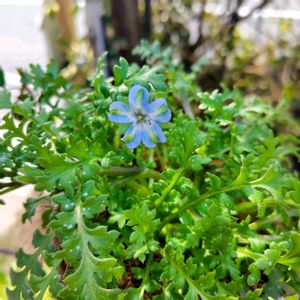 アスペルラ,ヘリオフィラ,ネモフィラ　ハイズブルー,ナチュラルガーデン,青い花マニアの画像