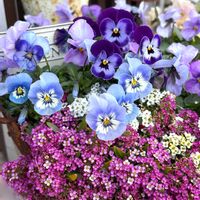 アリッサム,ビオラ,かわいいな♡,GS日和,庭の画像