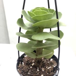 モロキニエンシス,花のある暮らし,多肉女子,テラス,ベランダの画像