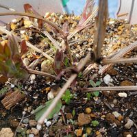 クレマチスの画像