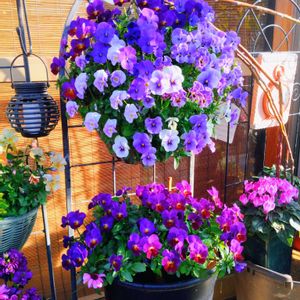 ビオラ,虹色スミレ,虹色スミレ,よく咲くスミレ,花色が変わるビオラオセロブルーの画像