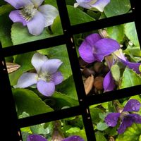 スミレ,ベランダガーデン,小さな花,ありがとう♡,癒やしの画像