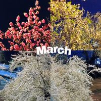 ハナモモ,ユキヤナギ,散歩道,いつもの散歩道,いつもの公園の画像