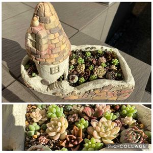 多肉植物の寄植え,名無しさん,寄せ植え,つふつぶ,庭の画像