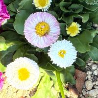 デージーの画像