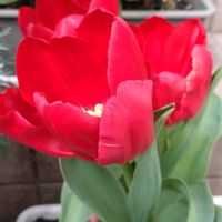 鉢植え,ガーデニング,散策,植え込み,WBC 2026の画像