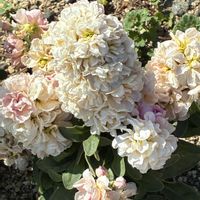 ストックの画像