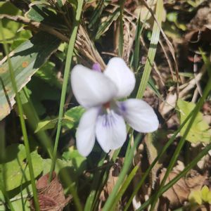 スミレ,ピペル セランゴール,植中毒,GSに感謝。,今日のお花の画像