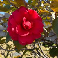 サザンカの画像