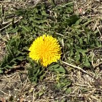 タンポポの画像