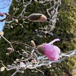 コブシ,辛夷(こぶし),お散歩,ビックリ！！,お出かけ先での画像