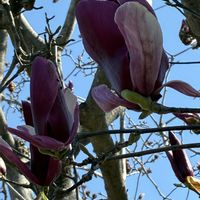 モクレンの画像