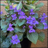 黒葉スミレ,ビオラ　ラブラドリカ,スーパーアリッサム・フロスティナイト,キララ,ビオラ ミルフルの画像