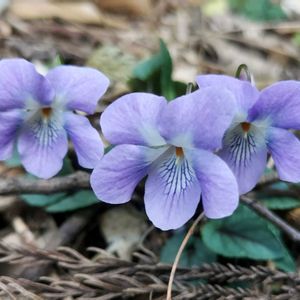 スミレ,スミレ,タチツボスミレ,青い花,今日のお花の画像