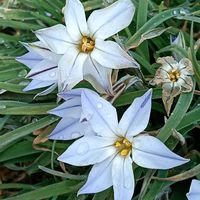 ハナニラの画像