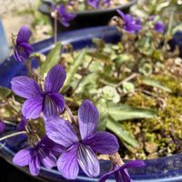 スミレ,においすみれ,鉢植え,今日のお花の画像