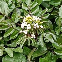 クレソンの画像