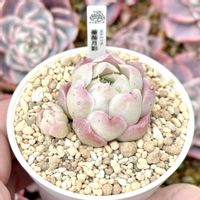 エケベリア バラの月影,成長記録 薔薇月影,エケベリア 薔薇月影,エケベリア ローズエレガンス,神奈川タニラーの画像