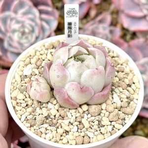 エケベリア バラの月影,成長記録 薔薇月影,エケベリア 薔薇月影,エケベリア ローズエレガンス,神奈川タニラーの画像