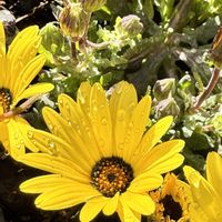 ディモルフォセカ,ビオラ,八重咲きストック,プリムラジュリアン,季節を楽しむの画像